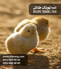 فروش جوجه گوشتی طیور بهشت